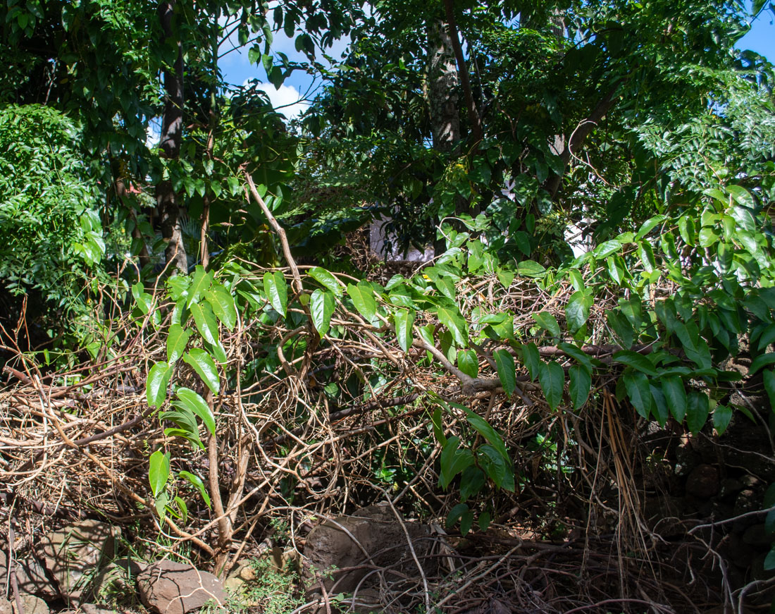 Image of Passiflora maliformis specimen.