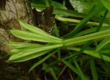 Galium aparine