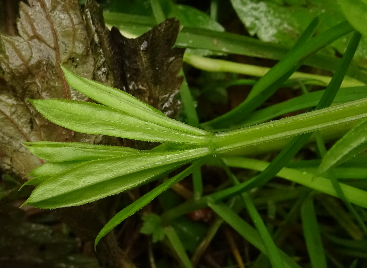 Изображение особи Galium aparine.