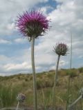 Jurinea xerophytica