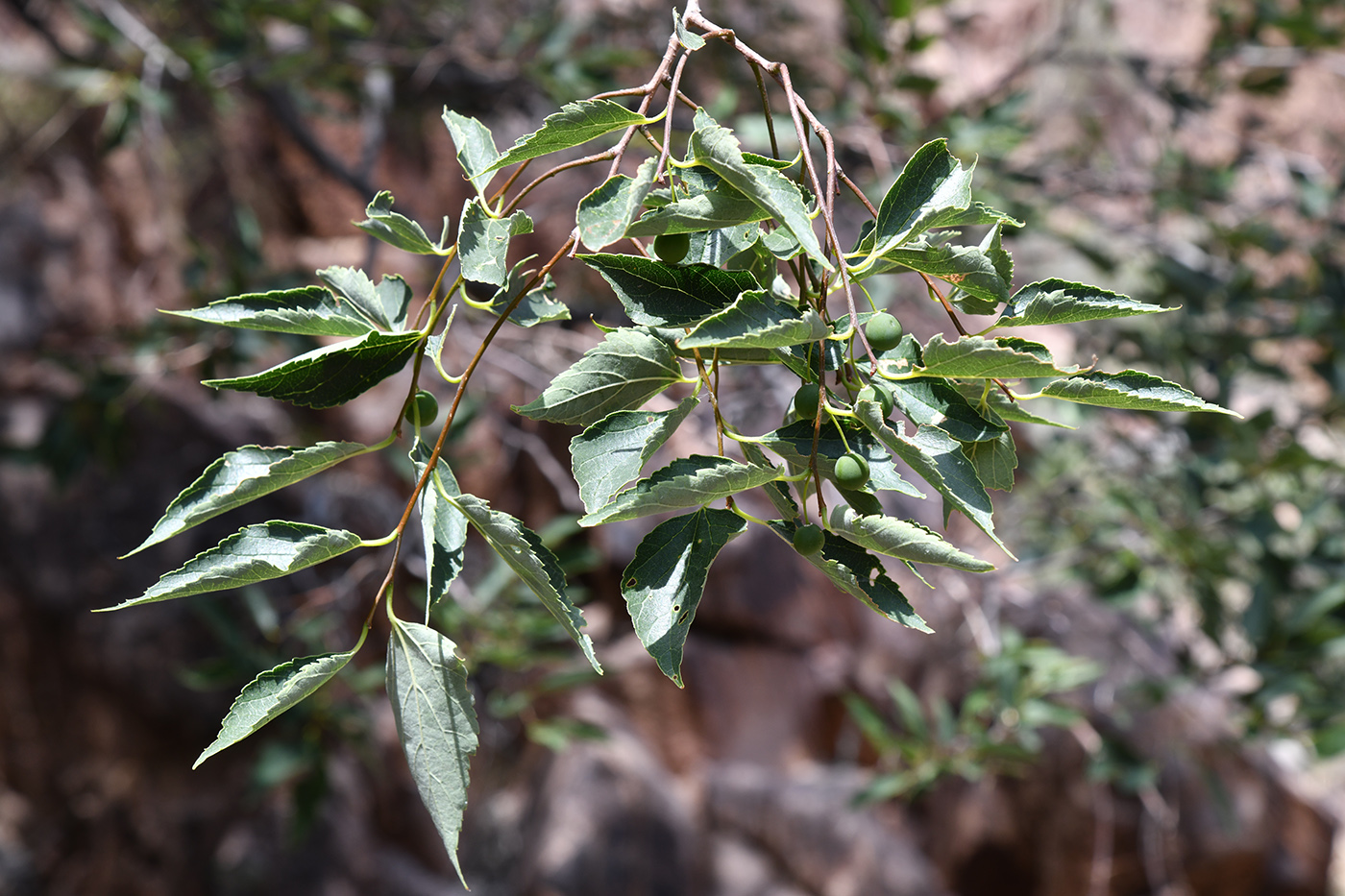 Image of Celtis caucasica specimen.