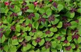 Oxalis tetraphylla