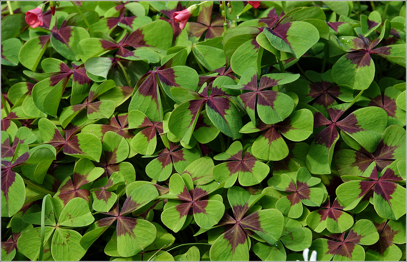 Изображение особи Oxalis tetraphylla.