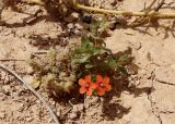 Anagallis arvensis