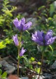 Campanula glomerata. Верхушки цветущих растений. Республика Саха (Якутия), Хангаласский улус, левый берег р. Сиинэ (Синяя), поляна в хвойном лесу. 27.07.2023.