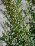 Artemisia montana