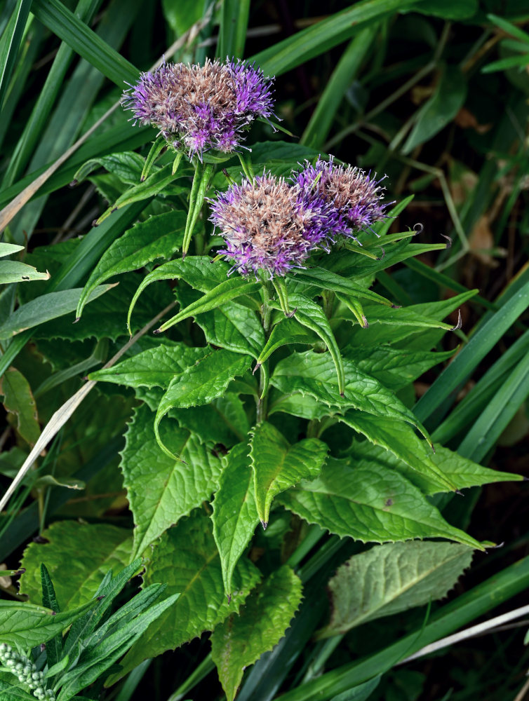 Image of Saussurea sachalinensis specimen.