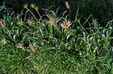 Gazania × hybrida. Расцветающие растения. Марокко, обл. Фес-Мекнес, г. Фес, в культуре. 04.01.2023.