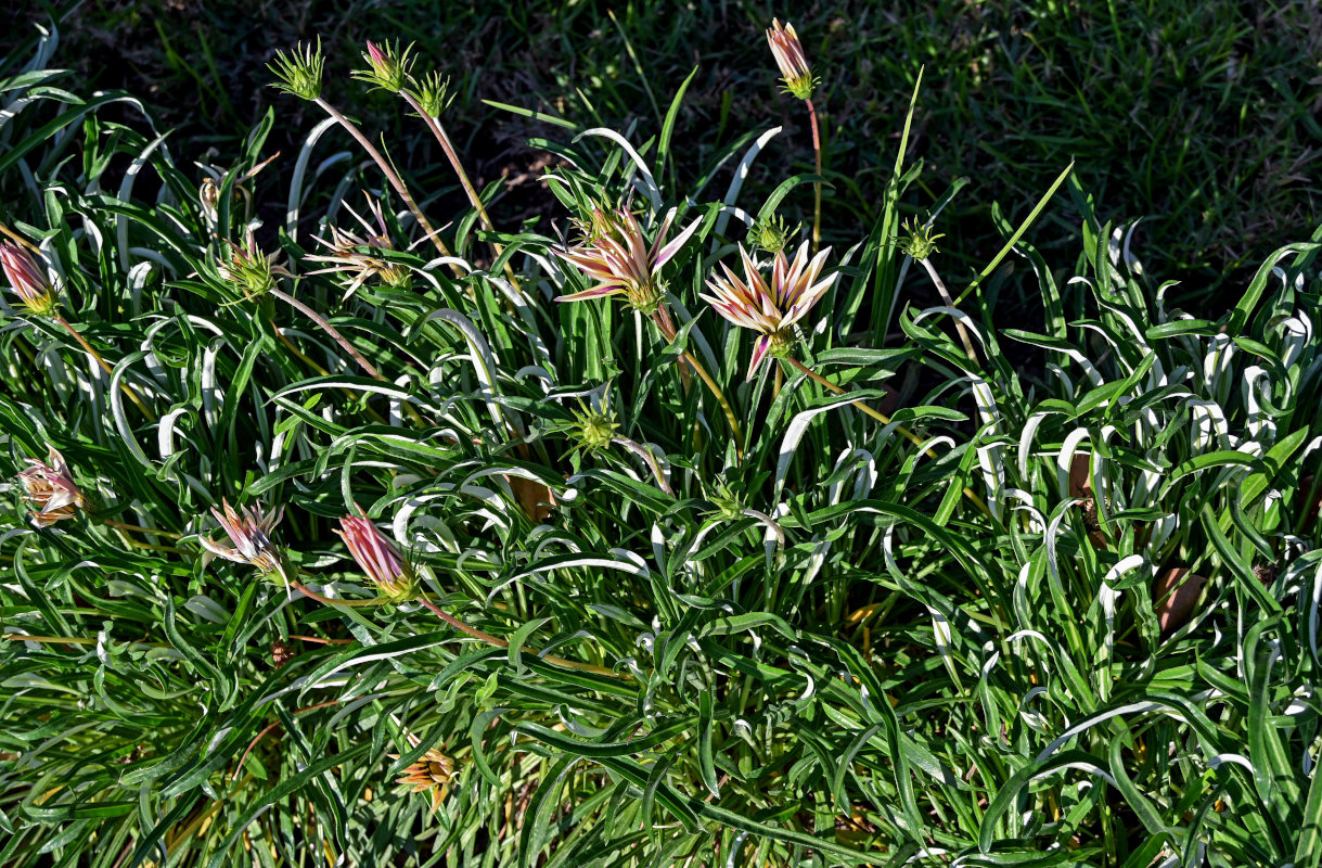 Изображение особи Gazania &times; hybrida.