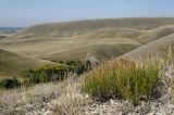 Artemisia salsoloides. Плодоносящее растение. Оренбургская обл., Беляевский р-н, Донской сельсовет, Долгие Горы, степной склон. 5 сентября 2023 г.