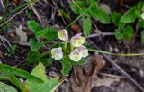 Scutellaria cordifrons