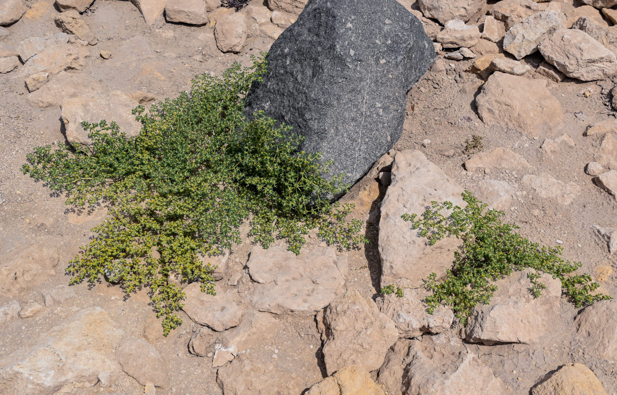 Image of Tetraena simplex specimen.