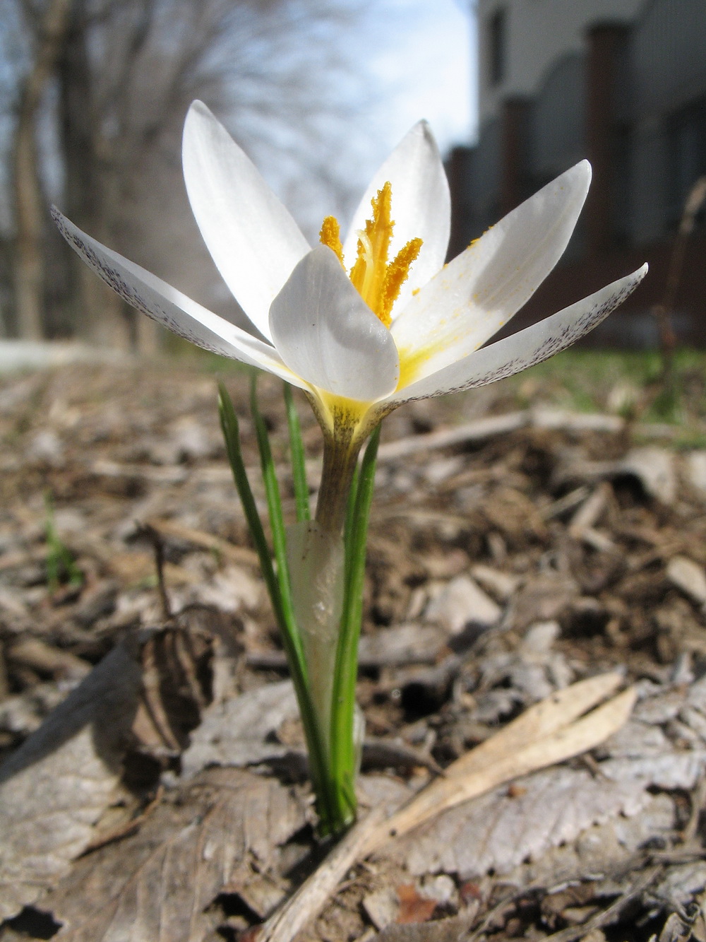 Crocus alatavicus Изображение особи Плантариум