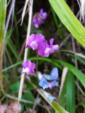 Lathyrus vernus. Цветки. Краснодарский край, г/о Сочи, Хостинский р-н, гора Бытха, восточный склон, широколиственный лес. 02.04.2024.