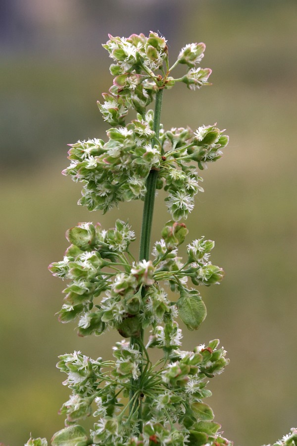 Изображение особи Rumex aquaticus.