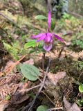 Calypso bulbosa. Верхушка цветущего растения. Иркутская обл., Братский р-н, Вихоревское уч. лесничество. 02.06.2023.