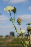 Scabiosa ochroleuca. Верхушка веточки с соцветием и соплодием. Башкортостан, Хайбуллинский р-н, с. Акъяр, долина р. Таналык, береговая терраса. 4 сентября 2023 г.