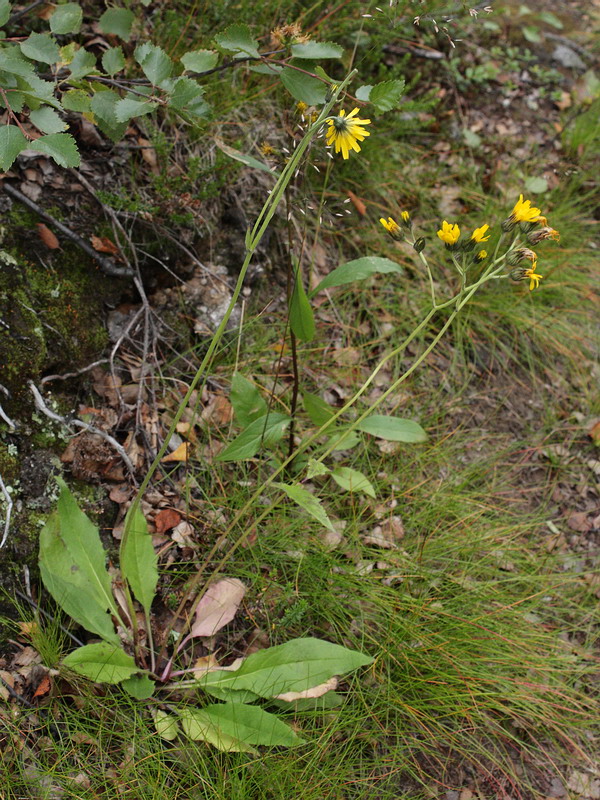 Image of Hieracium vulgatum specimen.