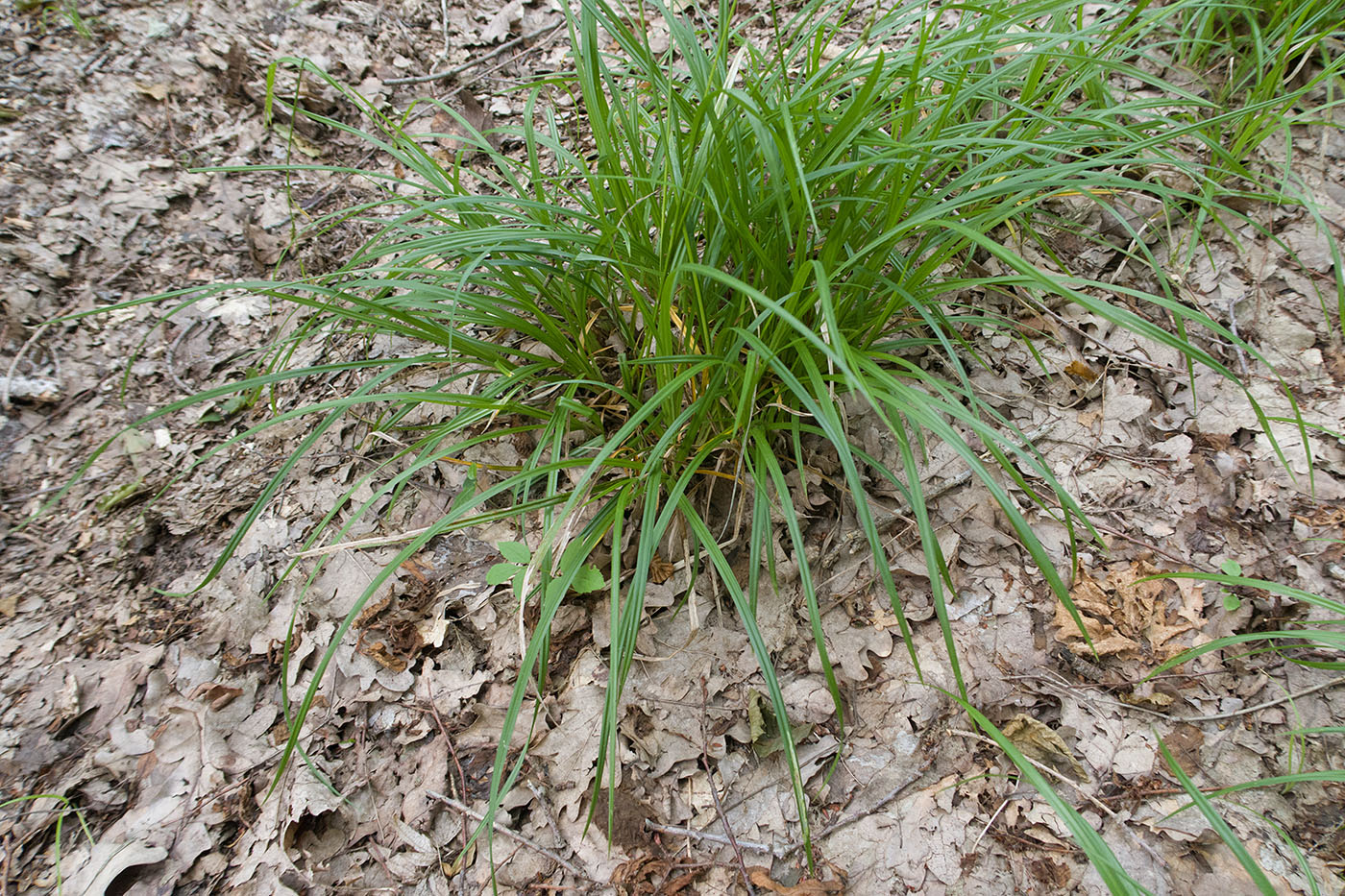 Image of Carex sylvatica specimen.