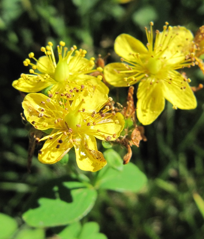 Изображение особи Hypericum maculatum.