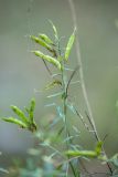 Genista tinctoria