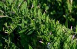 Convolvulus arvensis. Верхушки побегов с бутонами. Вологодская обл., Кирилловский р-н, окр. с. Горицы, гора Маура, луговой склон. 12.07.2024.