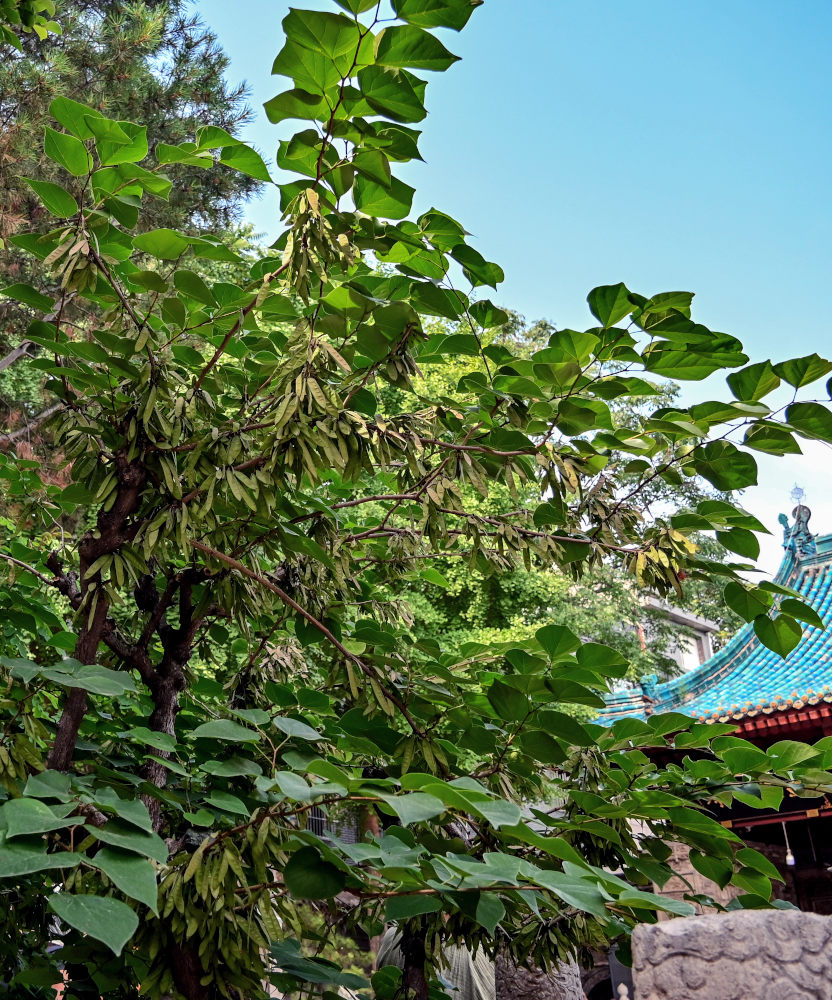 Изображение особи Cercis chinensis.