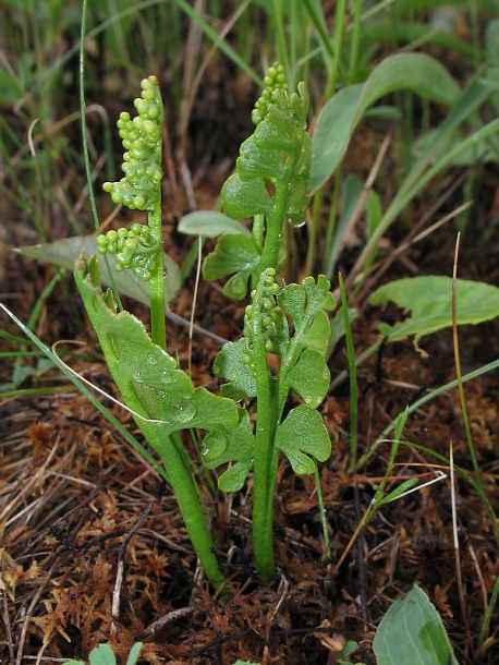 Изображение особи Botrychium lunaria.