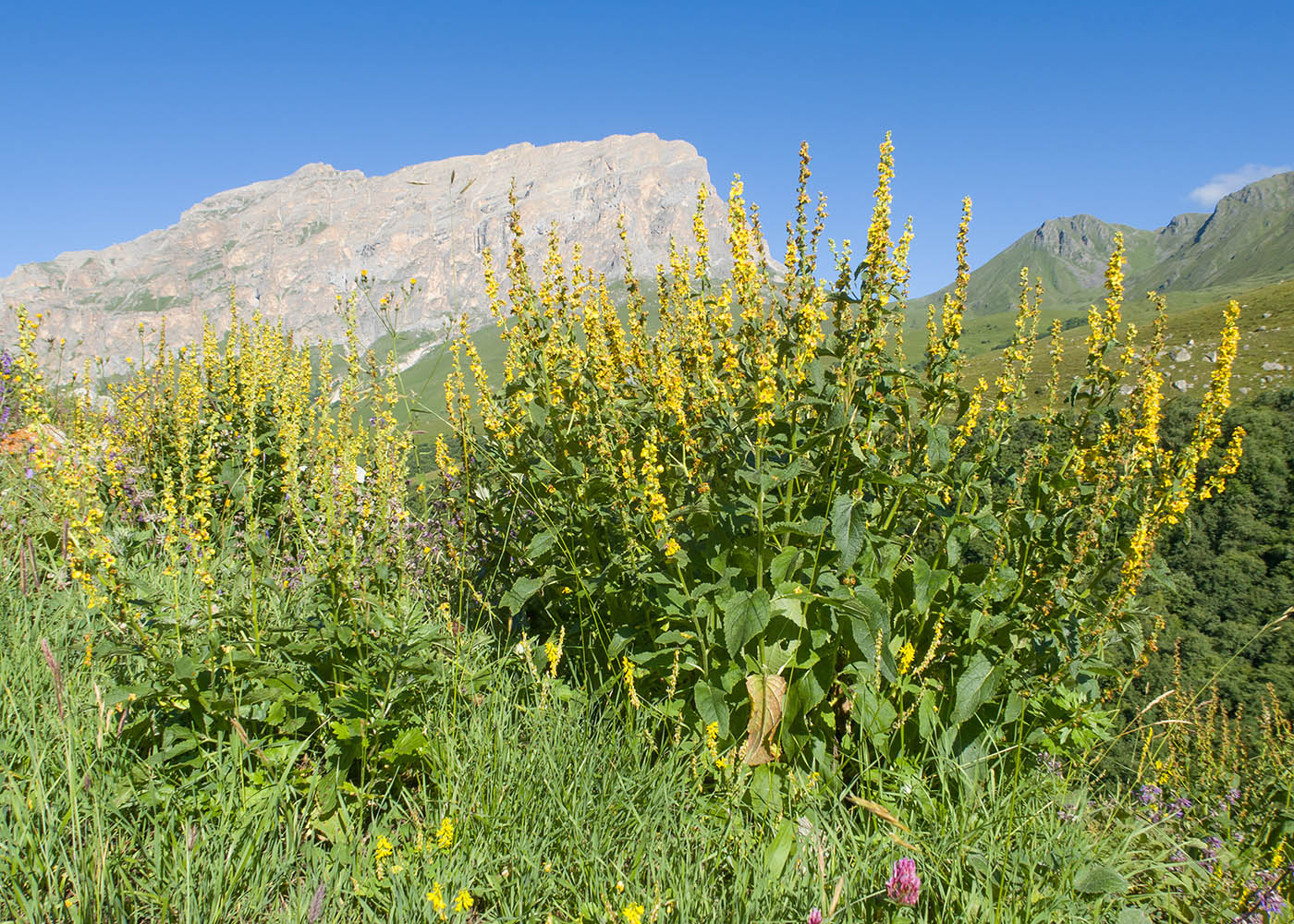 Image of Verbascum laxum specimen.