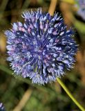 Allium caeruleum