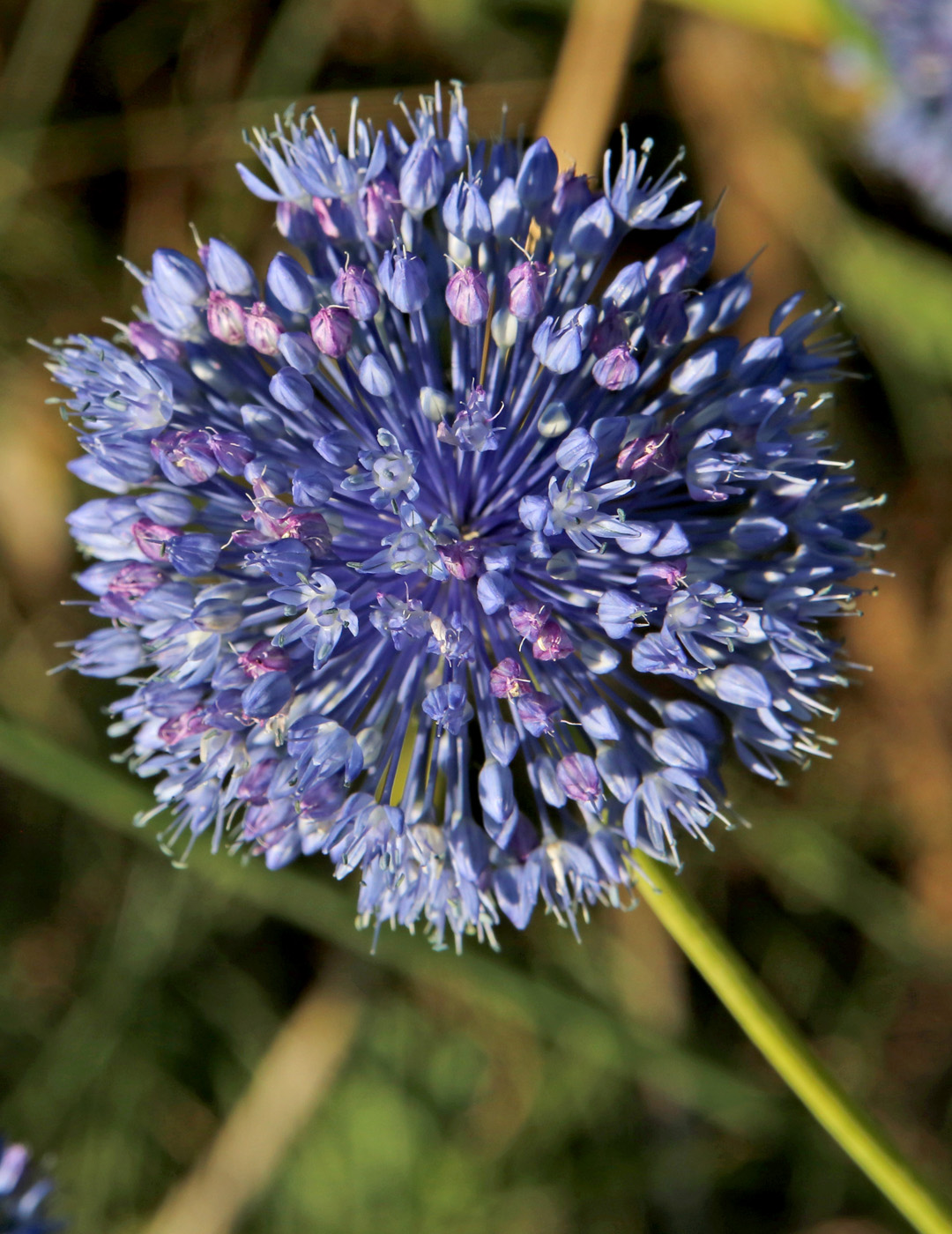 Изображение особи Allium caeruleum.