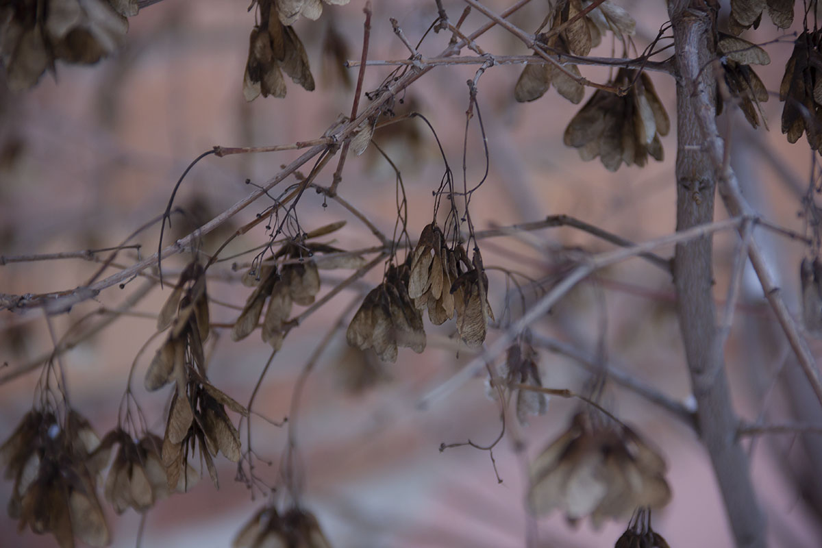 Image of genus Acer specimen.