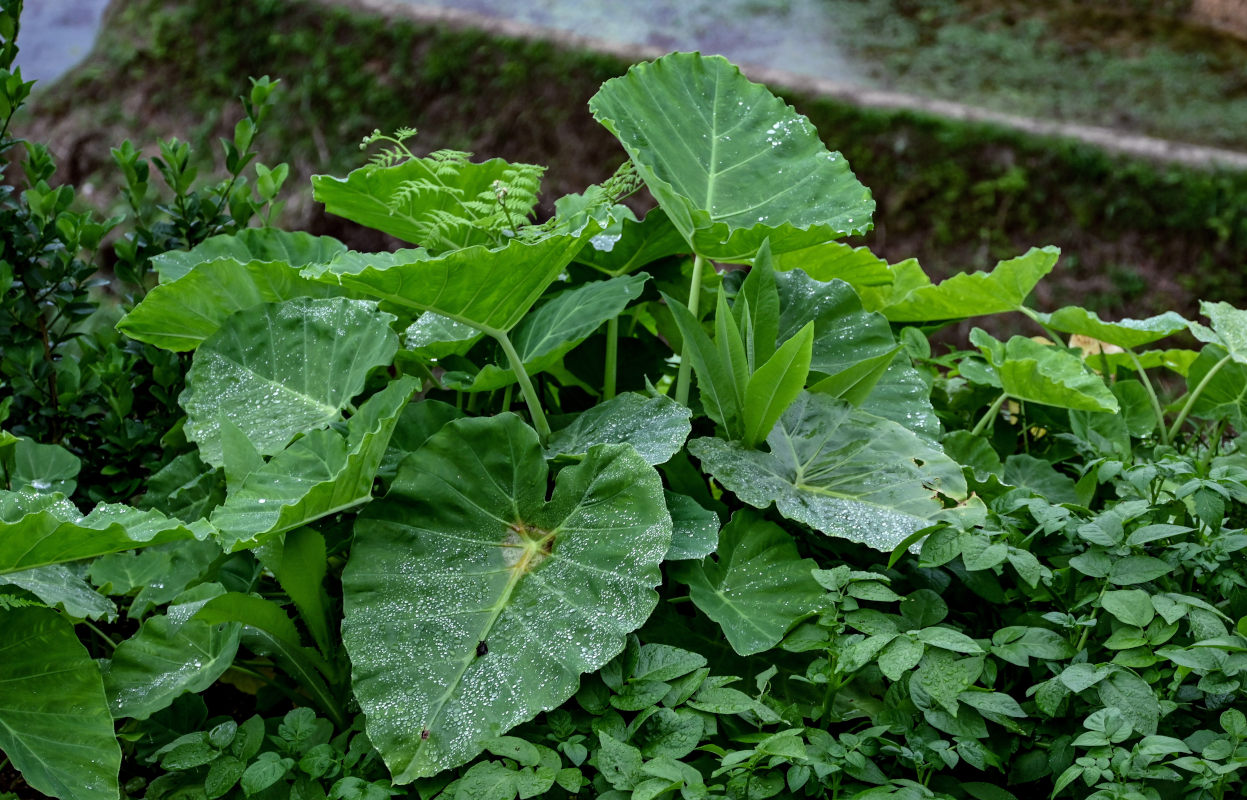 Изображение особи Alocasia odora.