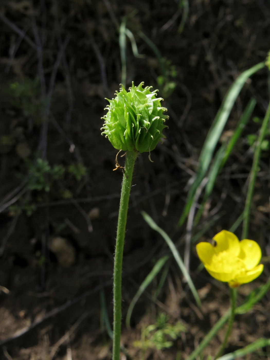 Изображение особи Ranunculus regelianus.