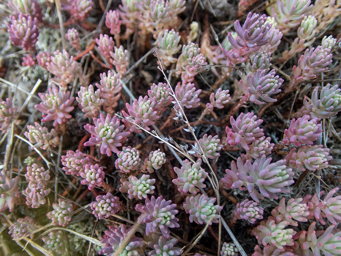 Image of Sedum pallidum specimen.