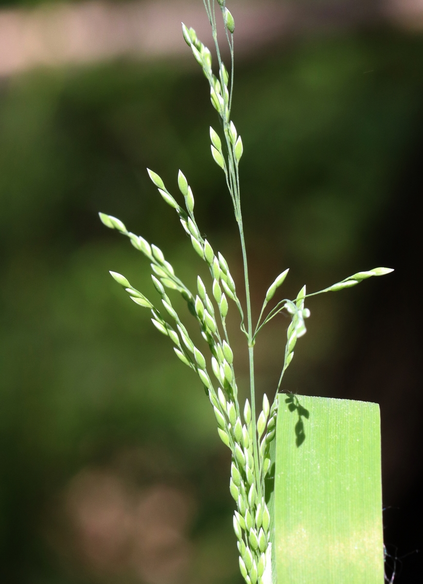 Изображение особи Calamagrostis obtusata.