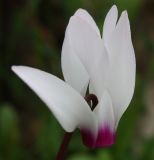 Image of taxon representative. Author is Денис Мирин