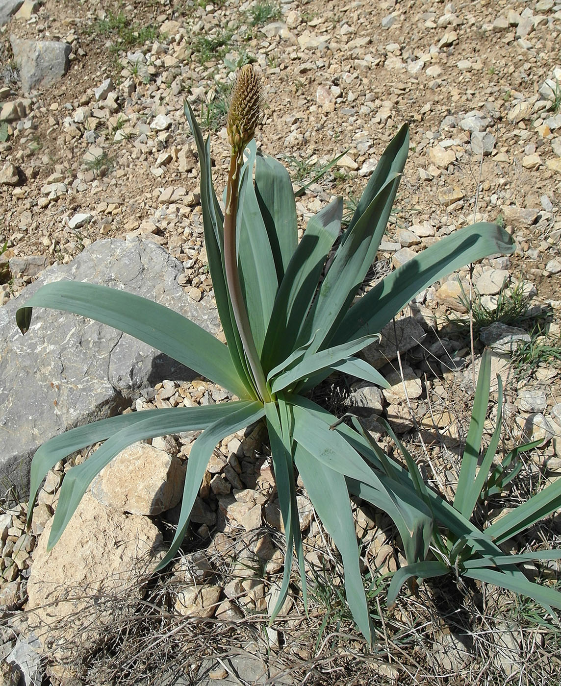 Image of Eremurus regelii specimen.