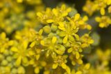 Odontarrhena obtusifolia