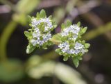 Valerianella locusta