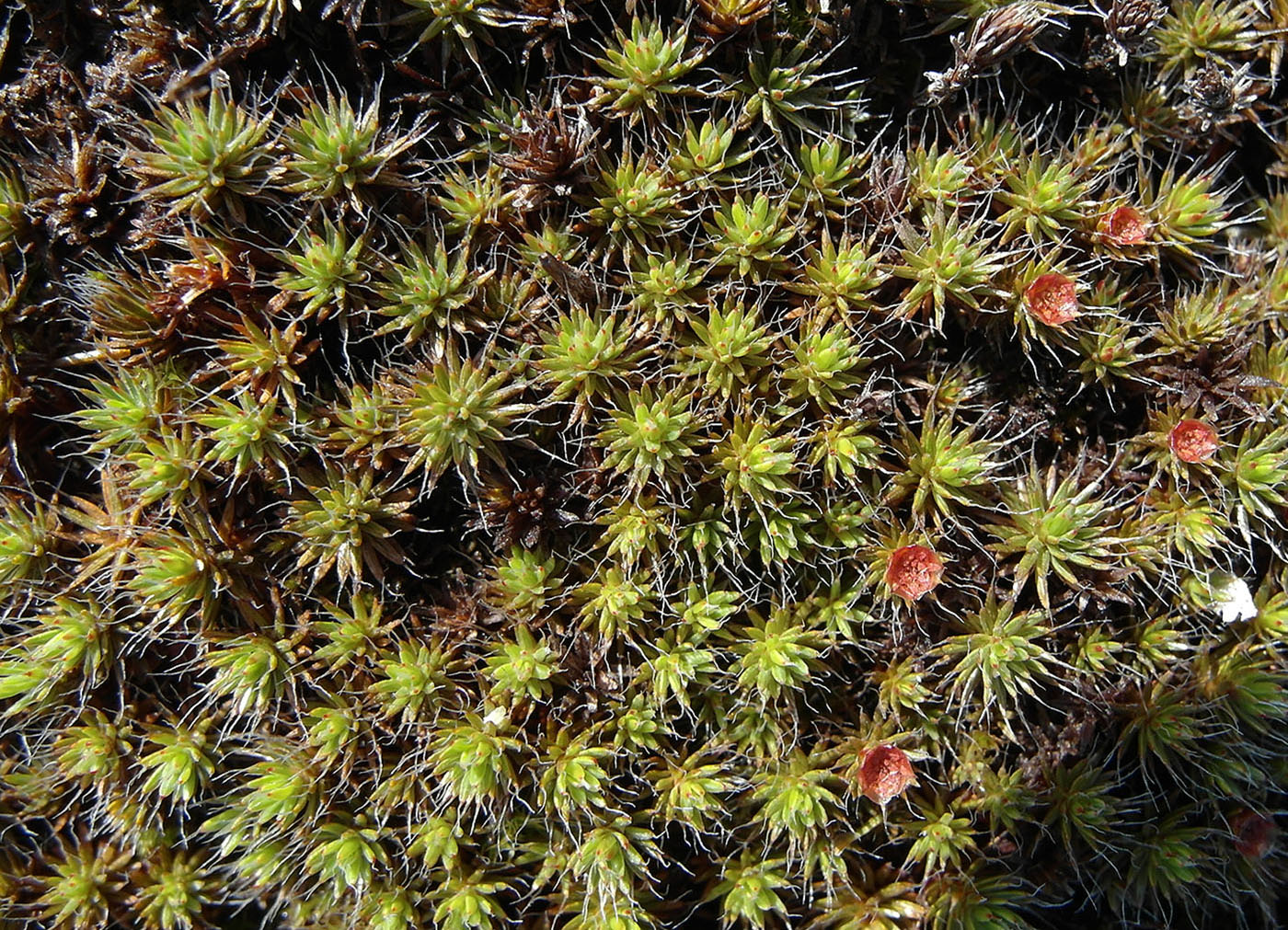 Image of Polytrichum piliferum specimen.