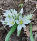 Ornithogalum fimbriatum