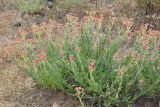 Helichrysum nogaicum. Цветущее растение. Астраханская обл., Наримановский р-н, окр. с. Николаевка, бархан Большой Брат, опустыненная степь, граница подвижных песков. 16.05.2025.