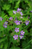 Geranium sylvaticum