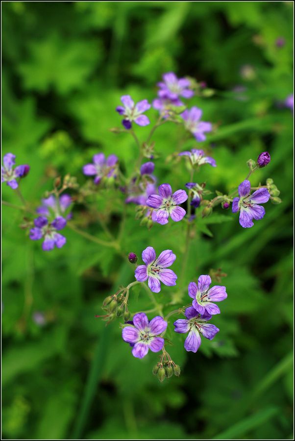 Изображение особи Geranium sylvaticum.