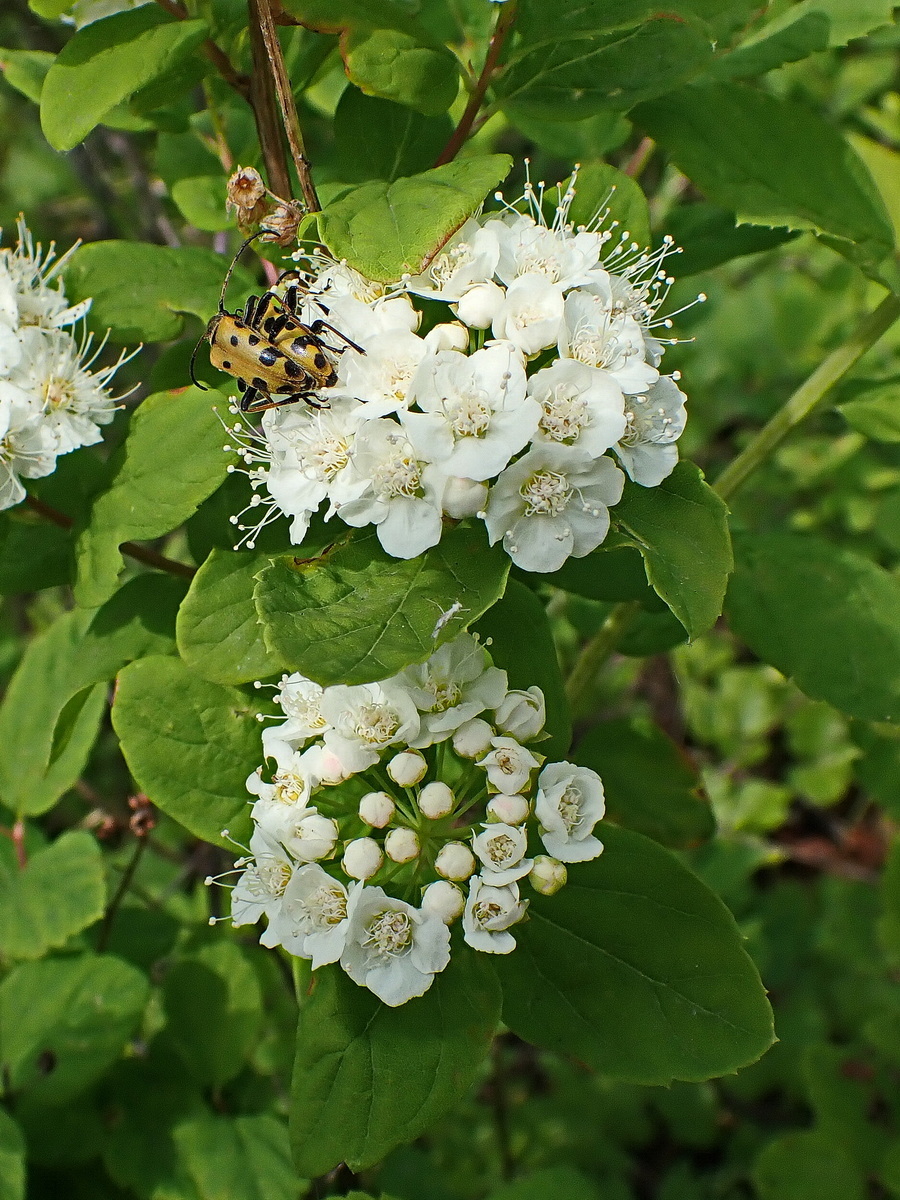 Image of Spiraea media specimen.