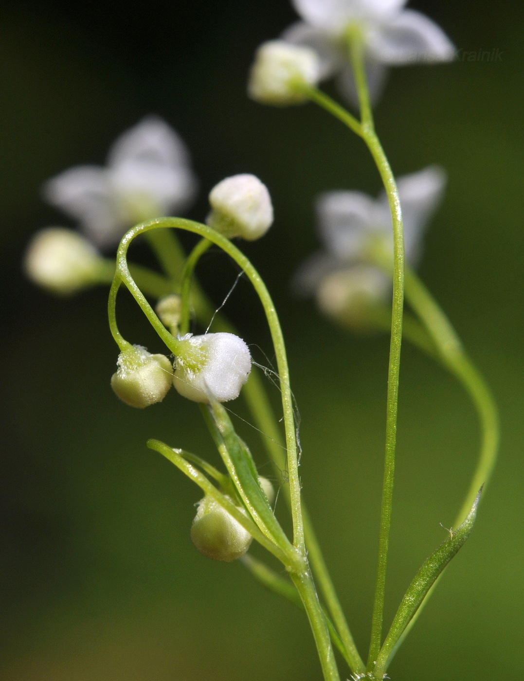 Image of Galium davuricum specimen.