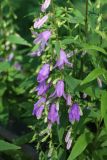 Campanula rapunculoides