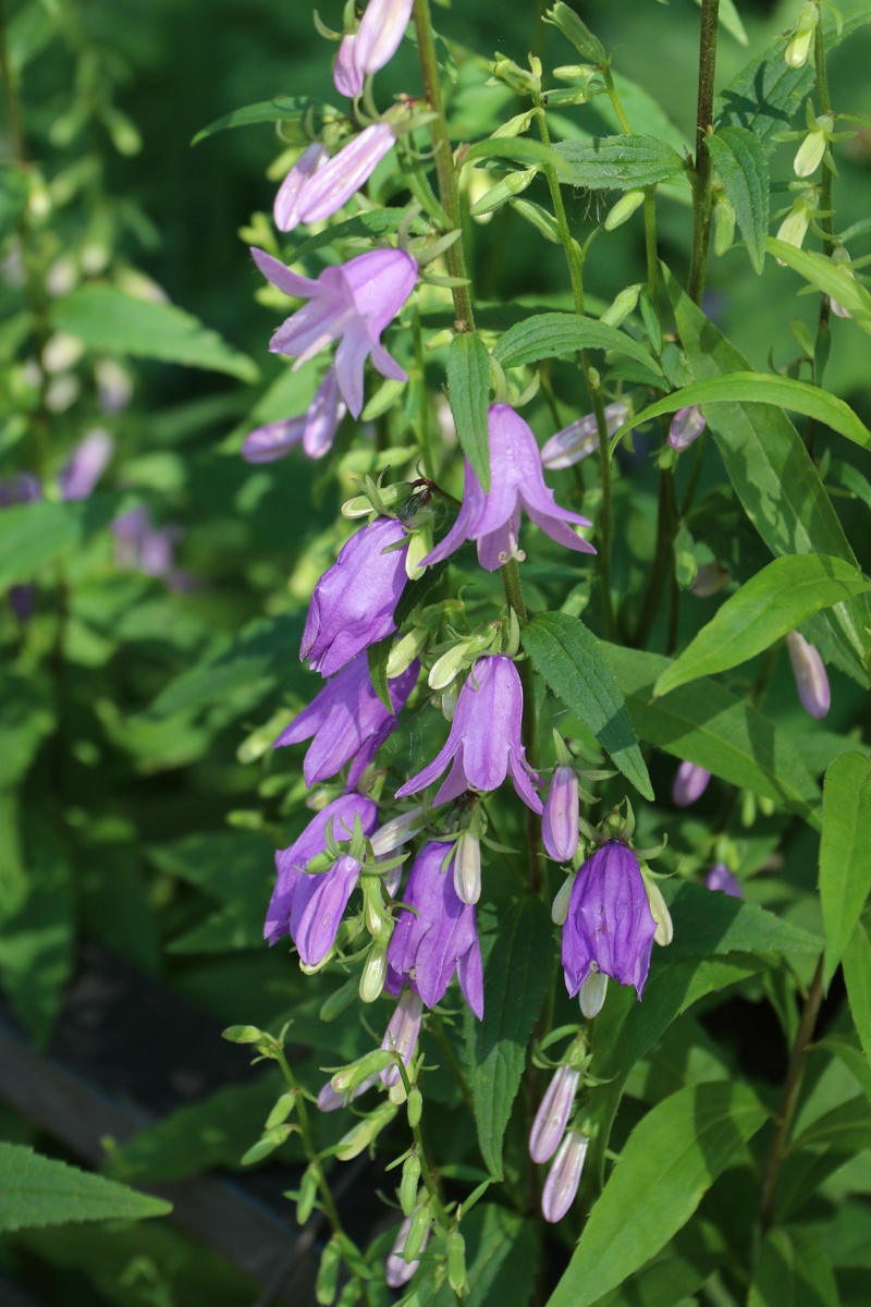Изображение особи Campanula rapunculoides.