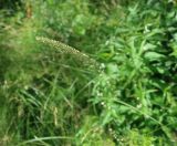 Phleum phleoides. Верхушка побега с соцветием. Тверская обл., Калининский МО, склон берега р. Тьма в окр. дер. Ширяково, луг на краю соснового леса. 05.07.2025.